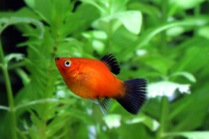 How to Tell if my Platy Fish is Pregnant