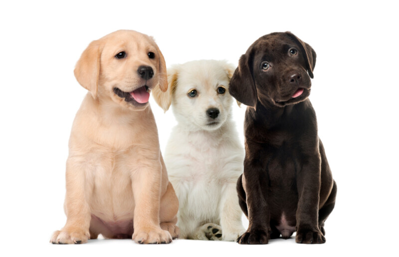 how-to-check-if-a-labrador-is-purebred-petsoid