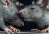 How to Introduce New Pet Rats?