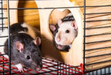 How to Keep Your Pet Rat Cage From Smelling
