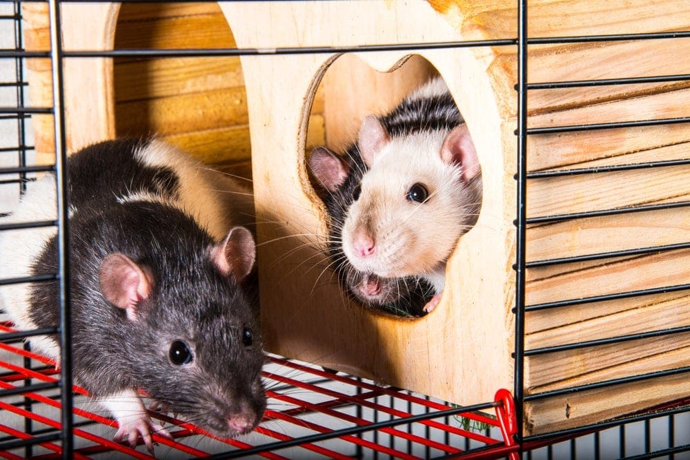 Pet Rat Cage From Smelling 