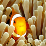 How to know if my clownfish is pregnant
