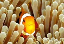 How to Know if my Clownfish is Pregnant?