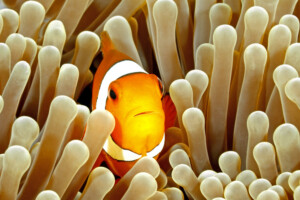 How to know if my clownfish is pregnant