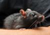 How to Take Care of Pet Rats —Beginners Guide