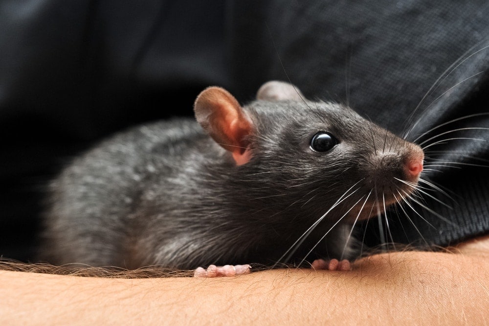 How To Take Care Of Pet Rats