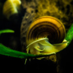 How to tell if a Mystery Snail is Dead or Alive