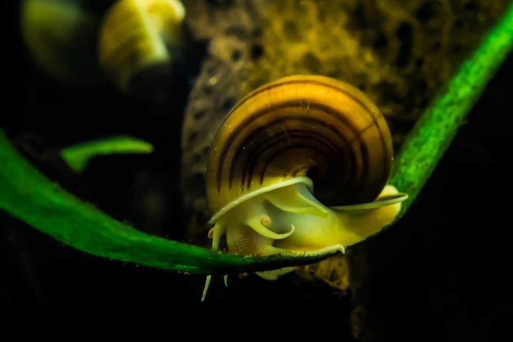 How to tell if a Mystery Snail is Dead or Alive