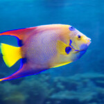 How to tell if my angelfish is pregnant