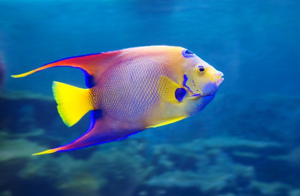 How to tell if my angelfish is pregnant
