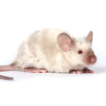 Long haired mouse Information Facts
