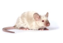 Long Haired Mouse — Info & Facts