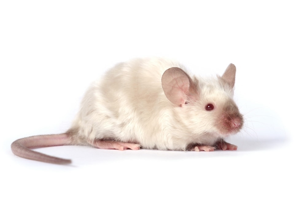 Long haired mouse Information Facts