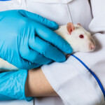 Pet Rat sneezing Treatments Information 1