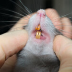 Pet rat teeths trimming Beginners Guide
