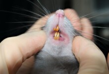 Pet Rat Teeth Trimming—Beginners Guide