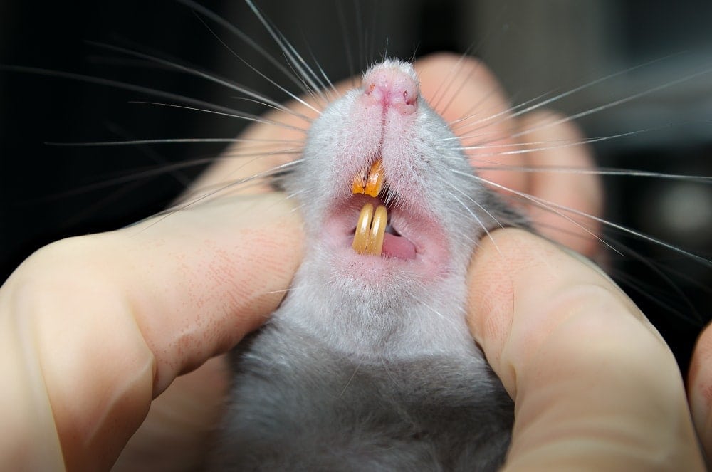 Pet rat teeths trimming Beginners Guide