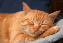 Emotional Support Cats: How to Register