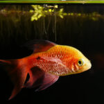 Rosy Barb black background e1591442043917