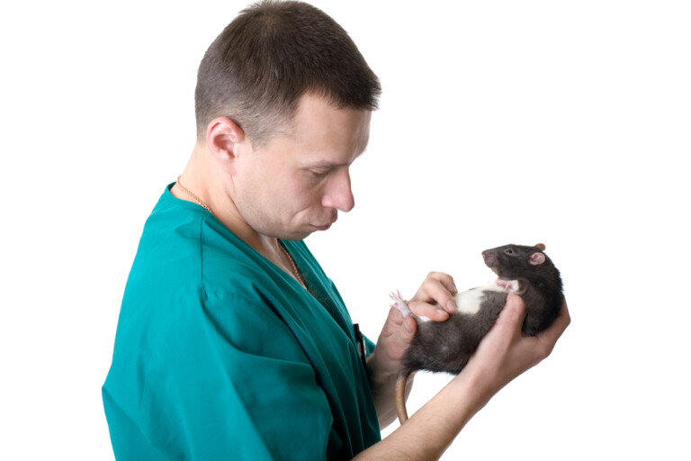 Should I Neuter My Male Pet Rat? » Petsoid