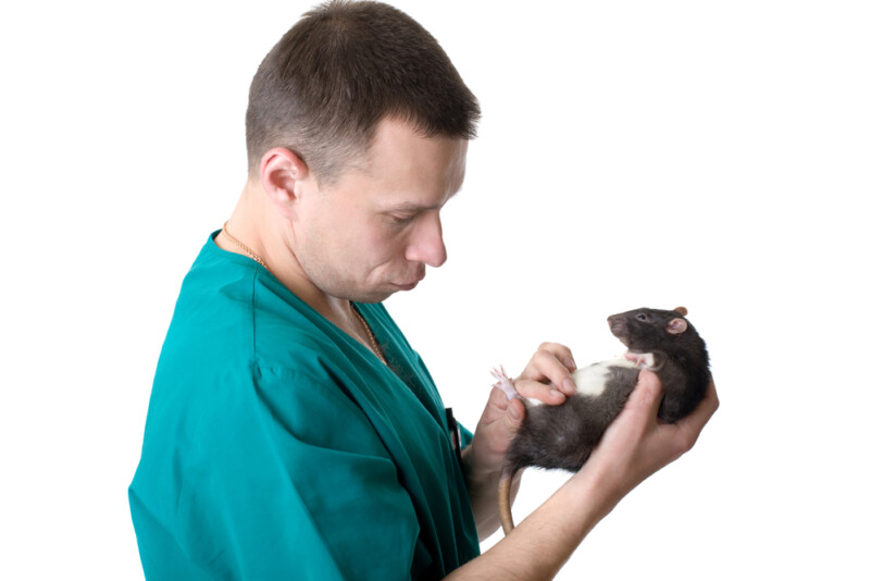 Should I Neuter My Male Pet Rat? » Petsoid