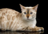 Snow Bengal Cat Care Guide & Info