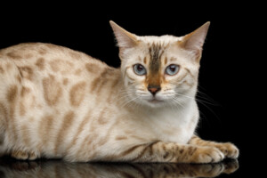 Snow Bengal Cat Care Guide Information