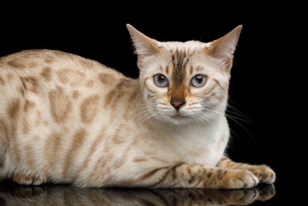 snow bengal cat