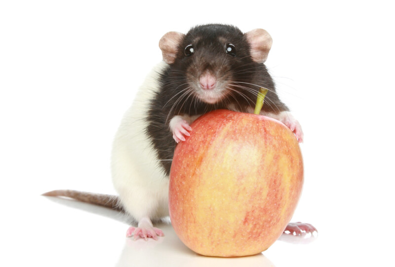 6 Best Treats to Give Your Pet Rat Petsoid