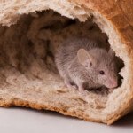 The Best Foods to give your pet mice