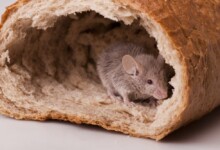 The Best Foods to Give Your Pet Mice