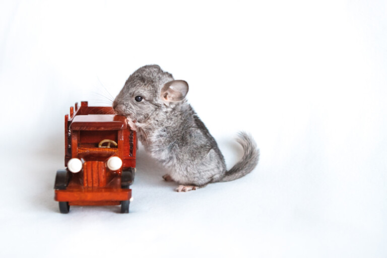 What Do Chinchillas Like to Play With? » Petsoid