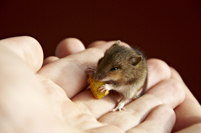 What Do Pet Mice Eat? » Petsoid