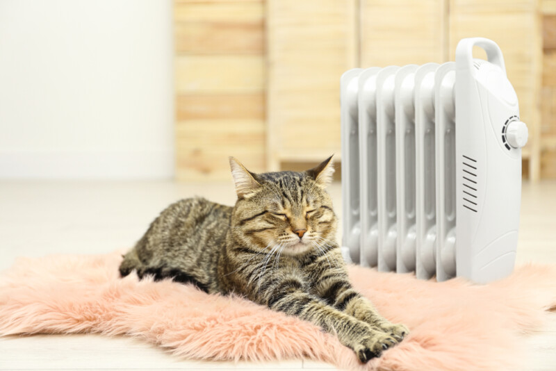 What Temperature Do Cats Like? » Petsoid