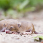 When do baby mice open their eyes