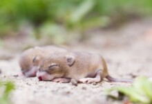 When do Baby Mice Open Their Eyes?