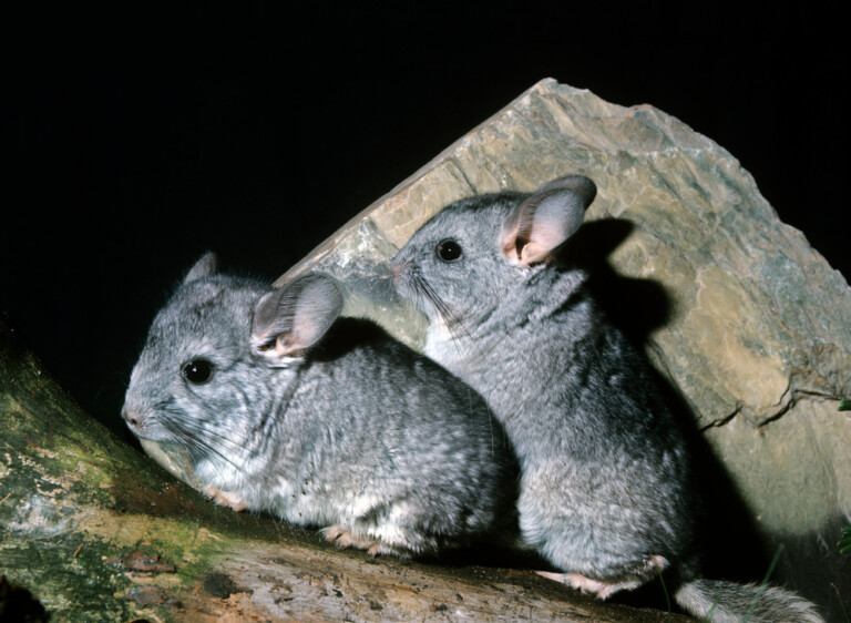 Where Do Chinchillas Come From? » Petsoid