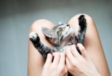 Why Do Cats Sleep Between Your Legs?