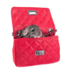 Why are chinchillas so expensive