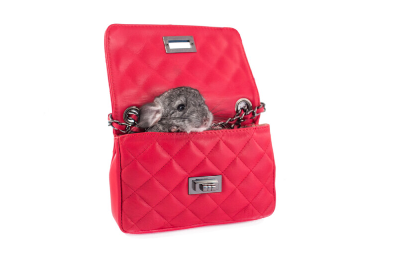 Why Are Chinchillas So Expensive? » Petsoid