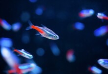 Why Are My Neon Tetras Fighting?