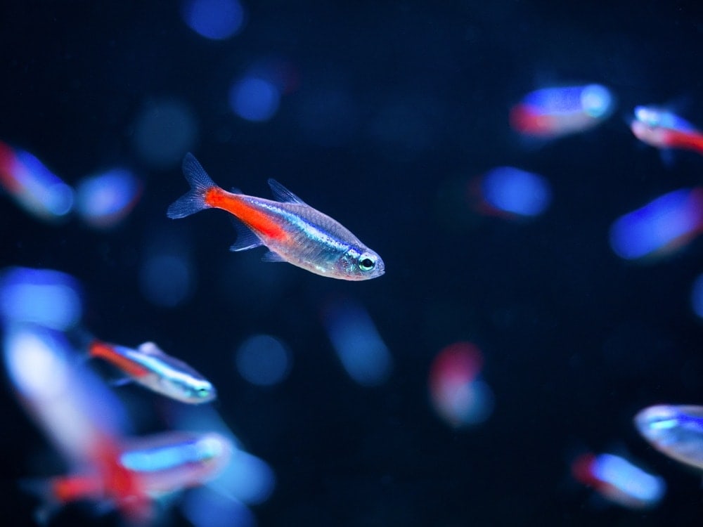 Why Are My Neon Tetras Fighting? » Petsoid