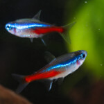 Why are my neon tetras dying