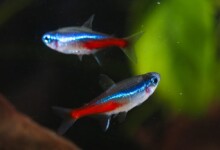 Why Are My Neon Tetras Dying?