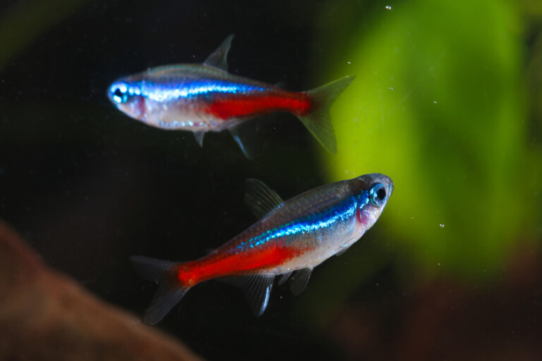 Betta chasing neon tetras