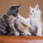 Why do cats slap each other