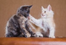 Why Do Cats Slap Each Other?