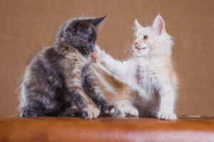 Why do cats slap each other