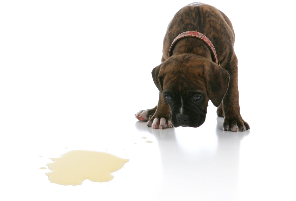 My Dog Keeps Licking the Air, should I be worried? » Petsoid