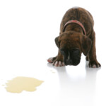 Why does my dog lick its pee